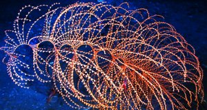 The delicate Iridigorgia Deep Sea Coral, photographed in the Gulf of MexicoPhoto by: NOAA Photo Libraryhttps://creativecommons.org/licenses/by/2.0/