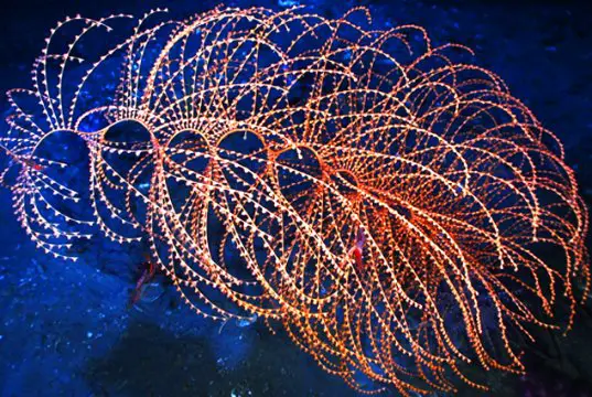 The delicate Iridigorgia Deep Sea Coral, photographed in the Gulf of MexicoPhoto by: NOAA Photo Libraryhttps://creativecommons.org/licenses/by/2.0/