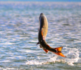 Chum Salmon Leaping As It Swims Upstreamphoto By: K. Mueller, U.s. Fish And Wildlife Service Headquartershttps://Creativecommons.org/Licenses/By/2.0/