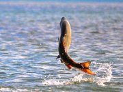 Chum Salmon leaping as it swims upstreamPhoto by: K. Mueller, U.S. Fish and Wildlife Service Headquartershttps://creativecommons.org/licenses/by/2.0/