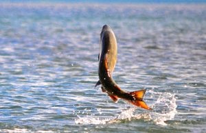 Chum Salmon leaping as it swims upstreamPhoto by: K. Mueller, U.S. Fish and Wildlife Service Headquartershttps://creativecommons.org/licenses/by/2.0/