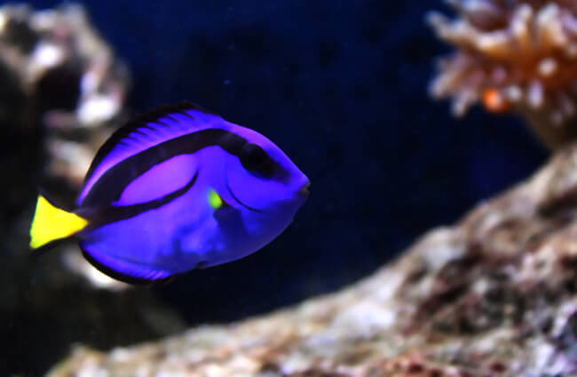 Closeup of a Dory fish Photo by: lenivaya_panda https://pixabay.com/photos/fish-aquarium-water-dori-1834805/