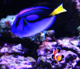 Dory Fish And An Orange Clownfish Photo By: Paultons Park Home Of Peppa Pig World Https://Creativecommons.org/Licenses/By-Sa/2.0/