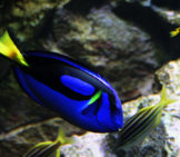 Beautiful Dory Talking To Some Little Fish Photo By: Rob Chandler Https://Creativecommons.org/Licenses/By-Sa/2.0/ 