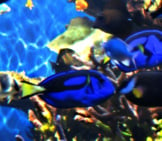 Dory — Regal Blue Tang Photo By: Meredith P. Https://Creativecommons.org/Licenses/By-Sa/2.0/