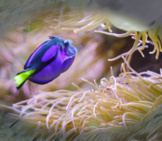 Dory Among The Anemones Photo By: Dave Dugdale Https://Creativecommons.org/Licenses/By-Sa/2.0/