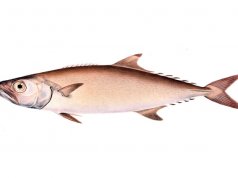 Illustration of an EscolarPhoto by: Illustrations of the Zoology of South Africa [Public domain]