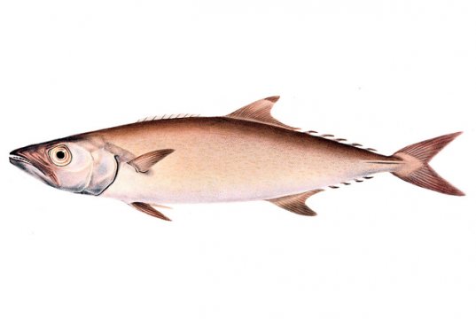 Illustration of an EscolarPhoto by: Illustrations of the Zoology of South Africa [Public domain]