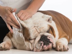 dog ear cleaning by: fotosearch.com