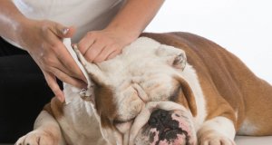 dog ear cleaning by: fotosearch.com