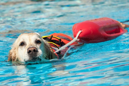 dog life jacket by: Fotosearch.com