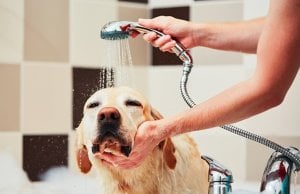 dog shampoo by: Fotosearch.com