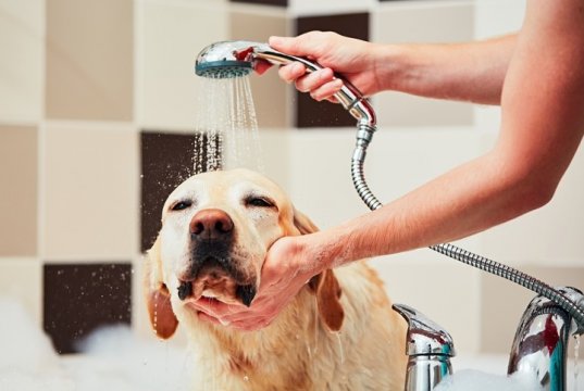 dog shampoo by: Fotosearch.com