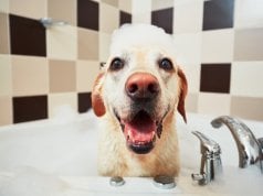 dog shampoo for dry skin by: fotosearch.com