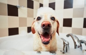 dog shampoo for dry skin by: fotosearch.com