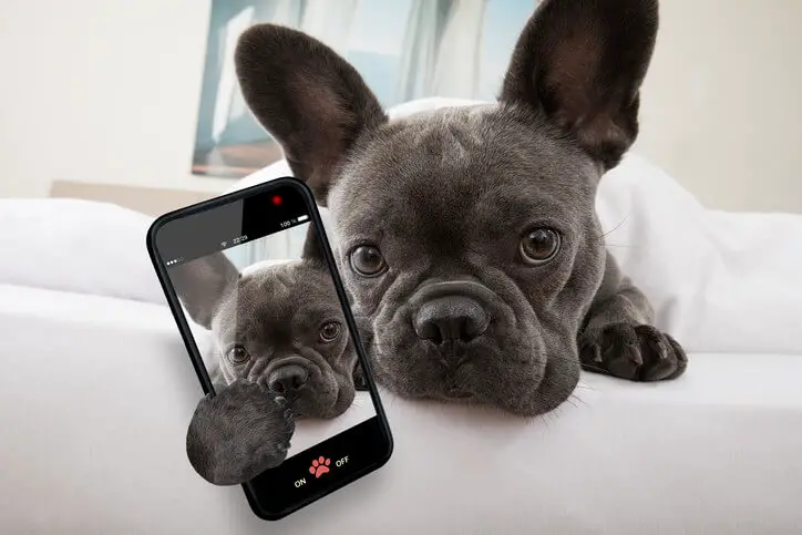 Best Dog Camera for Pet Lovers - Animals Network