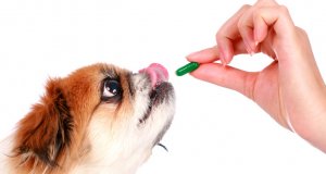 dog vitamin by: Fotosearch.com