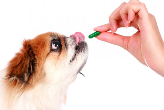 dog vitamin by: Fotosearch.com