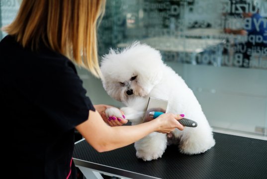 dog brush by: fotosearch.com