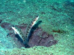 Ambanoro Prawn-Gobies Photo by: Bernard DUPONThttps://creativecommons.org/licenses/by-sa/2.0/