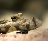 Goby Photo By: Su Neko Https://Creativecommons.org/Licenses/By-Sa/2.0/ 