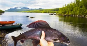 This beautiful Grayling was caught on a dry fly.Photo by: shankar s.https://creativecommons.org/licenses/by/2.0/