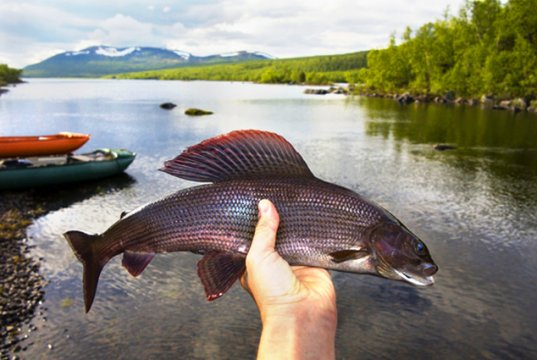This beautiful Grayling was caught on a dry fly.Photo by: shankar s.https://creativecommons.org/licenses/by/2.0/