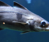 Closeup Of A Haddock Photo By: Joachim S. Müller Https://Creativecommons.org/Licenses/By/2.0/ 