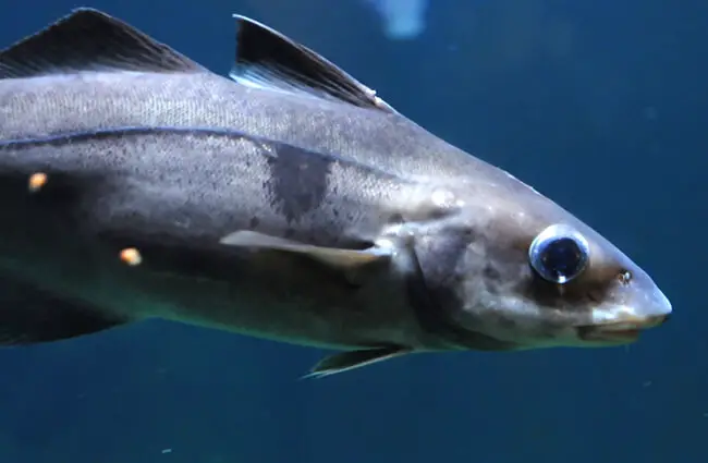 Closeup of a Haddock Photo by: Joachim S. Müller https://creativecommons.org/licenses/by/2.0/ 