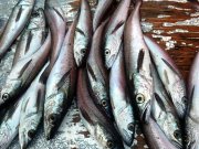 Young Pacific HakePhoto by: Ian G. Taylor CC BY-SA https://creativecommons.org/licenses/by-sa/4.0