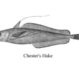 Illustration Of A Chester&#039;S Hake Photo By: [Public Domain]