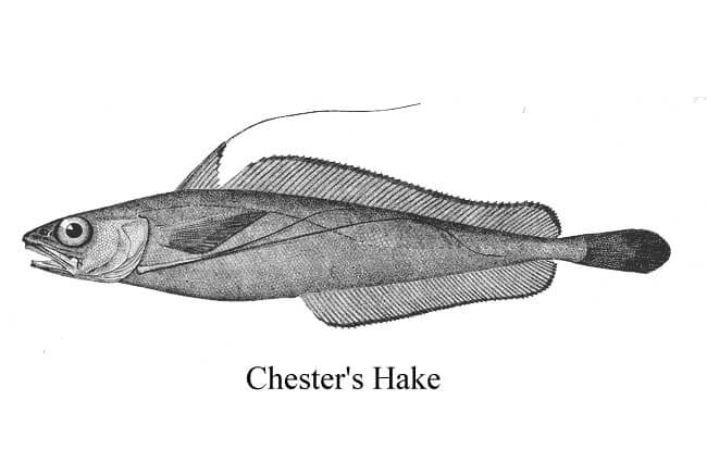 Illustration of a Chester&#039;s Hake Photo by: [public domain]