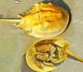 A Horseshoe Crab, Both It&#039;S Top And Undersides Photo By: Don Johnson 395 Https://Creativecommons.org/Licenses/By-Nd/2.0/ 