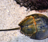 Horseshoe Crab On The Beach Photo By: Tony Alter Https://Creativecommons.org/Licenses/By-Nd/2.0/ 