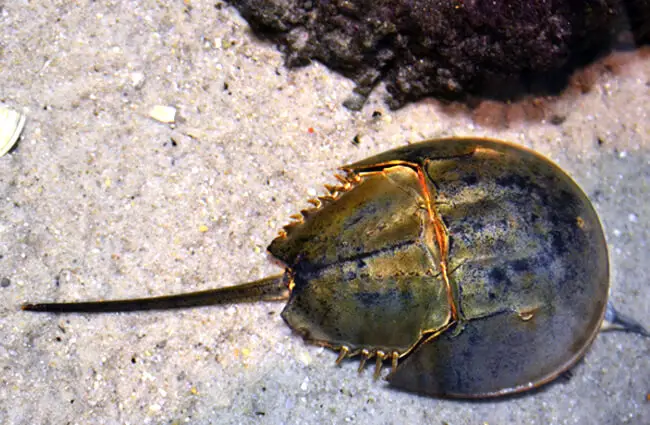 Horseshoe Crab on the beach Photo by: Tony Alter https://creativecommons.org/licenses/by-nd/2.0/ 