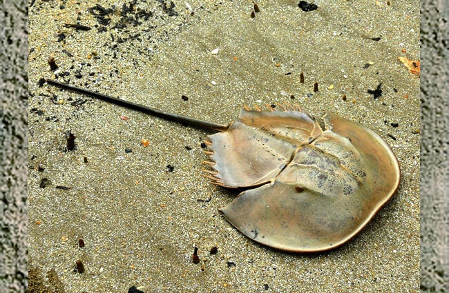 Mangrove Horseshoe Crab Photo by: Bernard DUPONT https://creativecommons.org/licenses/by-nd/2.0/ 