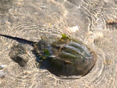 Horseshoe Crab in the shallow waters at the beachPhoto by: Larry Lamsahttps://creativecommons.org/licenses/by-nd/2.0/