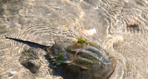 Horseshoe Crab in the shallow waters at the beachPhoto by: Larry Lamsahttps://creativecommons.org/licenses/by-nd/2.0/