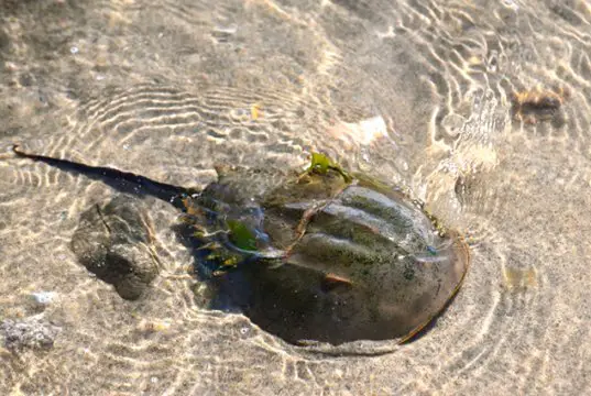 Horseshoe Crab in the shallow waters at the beachPhoto by: Larry Lamsahttps://creativecommons.org/licenses/by-nd/2.0/