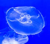 Wraithlike Jellyfish Photo By: Bruce.emmerling Https://Creativecommons.org/Licenses/By-Sa/2.0/ 