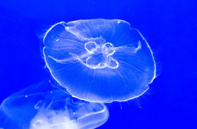 wraithlike jellyfish Photo by: Bruce.Emmerling https://creativecommons.org/licenses/by-sa/2.0/ 