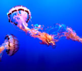 Stunningly Beautiful Jellyfish At The Monterey Aquarium, Californiaphoto By: Pedro Szekely Https://Creativecommons.org/Licenses/By-Sa/2.0/