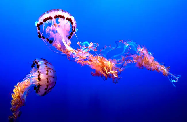 Stunningly beautiful Jellyfish at the Monterey Aquarium, CaliforniaPhoto by: Pedro Szekely https://creativecommons.org/licenses/by-sa/2.0/