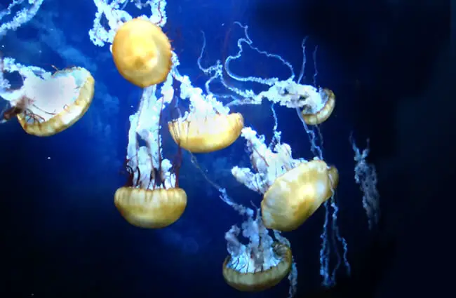 A group of ethereal jellyfish Photo by: Rach https://creativecommons.org/licenses/by-sa/2.0/