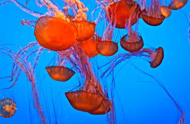 Hauntingly beautiful, these orange-hued Jellyfish Photo by: Richard https://creativecommons.org/licenses/by-sa/2.0/