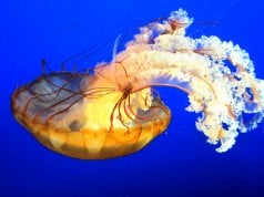 This beautiful Jellyfish is truly an otherworldly creaturePhoto by: ER Bauerhttps://creativecommons.org/licenses/by-sa/2.0/
