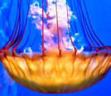 Jellyfish Medusaa, At The Monterey Bay Aquarium, California Photo By: Pedro Szekely Https://Creativecommons.org/Licenses/By-Sa/2.0/ 