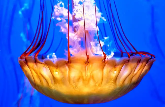 Jellyfish Medusaa, at the Monterey Bay Aquarium, California Photo by: Pedro Szekely https://creativecommons.org/licenses/by-sa/2.0/ 