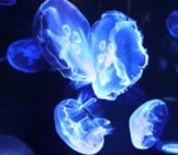 Lighting The Dark – These Jellyfish Are Truly Haunting Photo By: Seebee2189 Https://Creativecommons.org/Licenses/By-Sa/2.0/ 