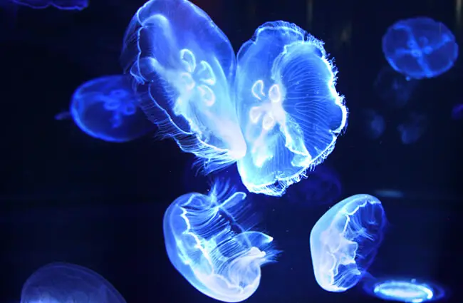 Lighting the dark – these Jellyfish are truly haunting Photo by: SeeBee2189 https://creativecommons.org/licenses/by-sa/2.0/ 